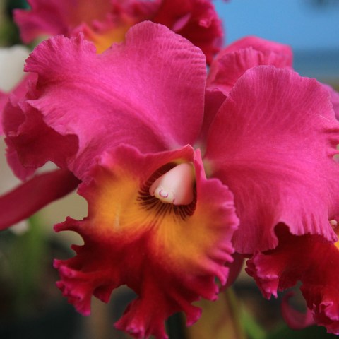 a close up of a flower