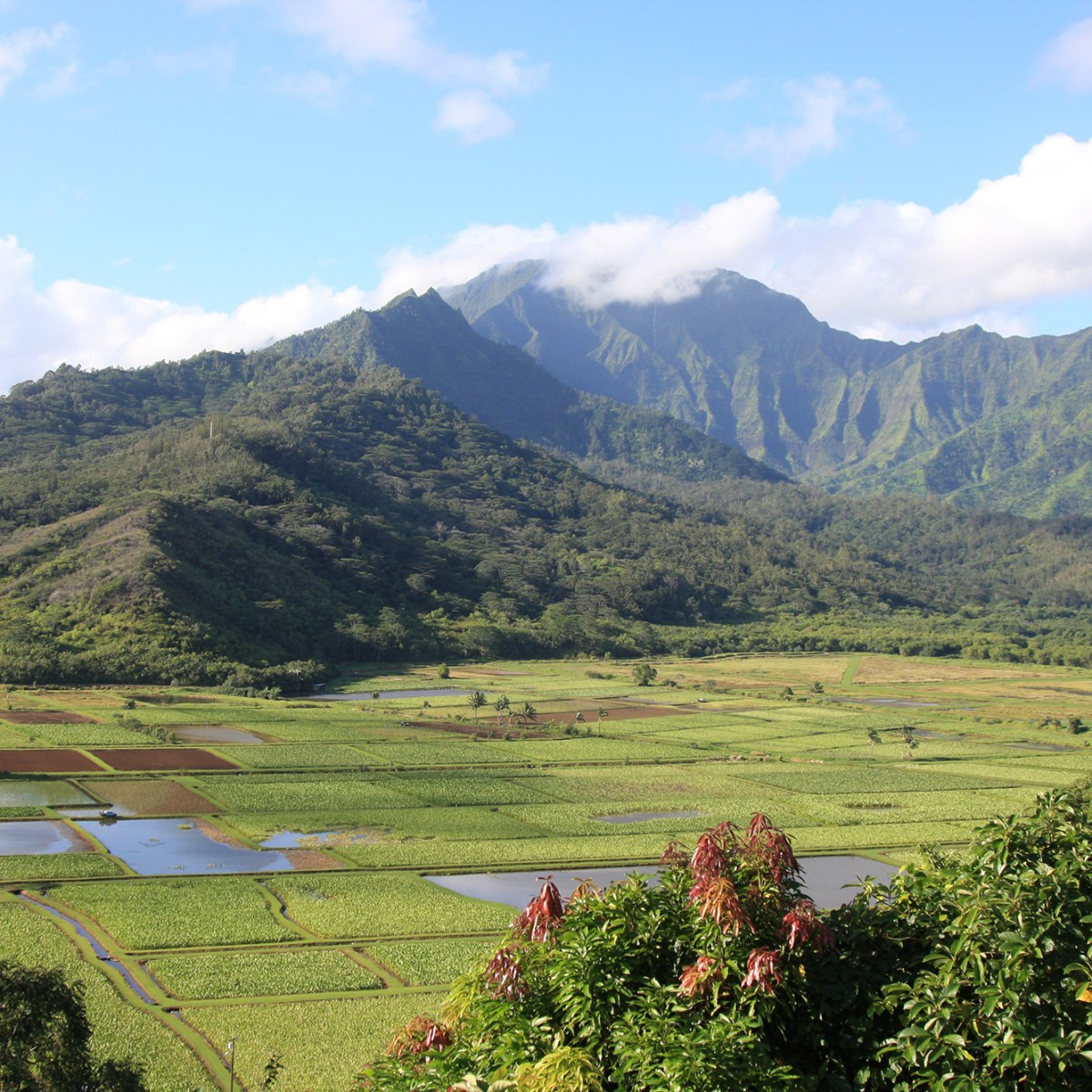 a large green field with a mountain in the background