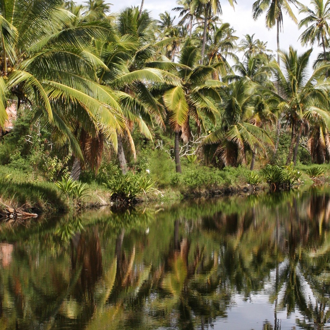 a group of palm trees next to a body of water
