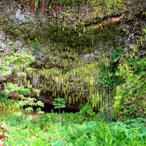 a tree in the middle of a lush green forest