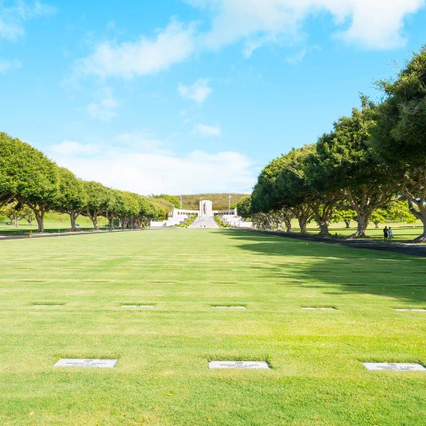 a close up of a lush green field