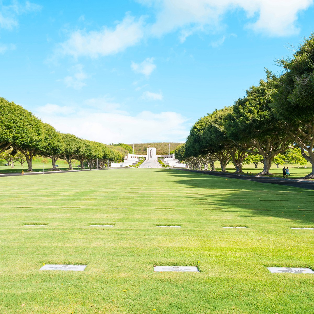a close up of a lush green field