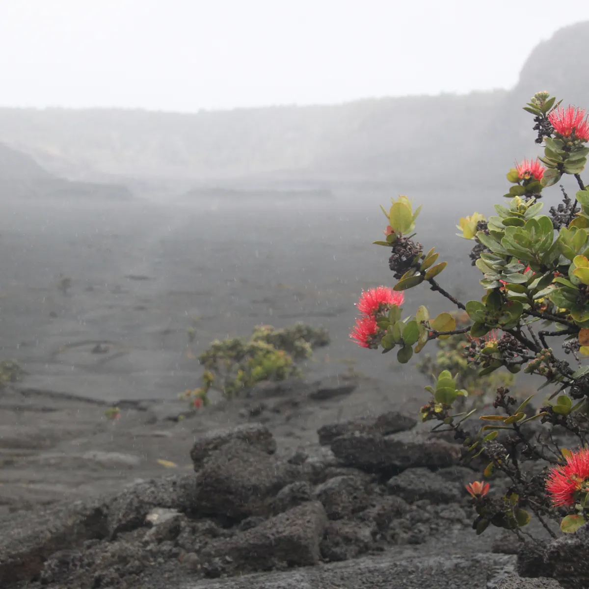 a vase of flowers sitting on top of a mountain
