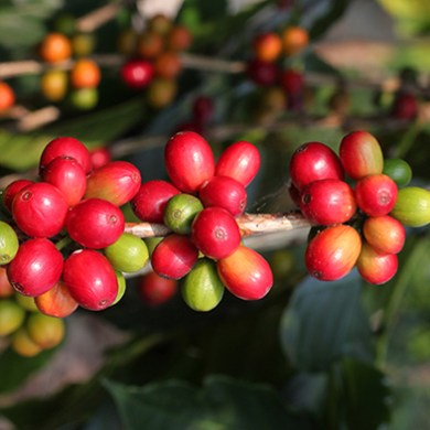 a bunch of different types of fruit