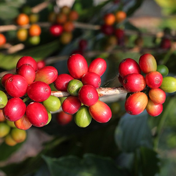 a bunch of different types of fruit