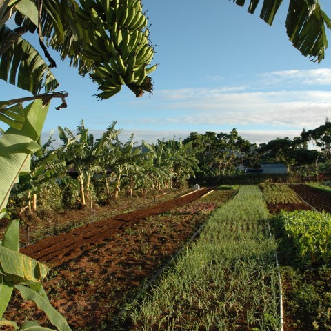 a group of palm trees on a sunny day