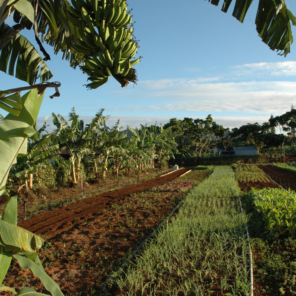 a group of palm trees on a sunny day