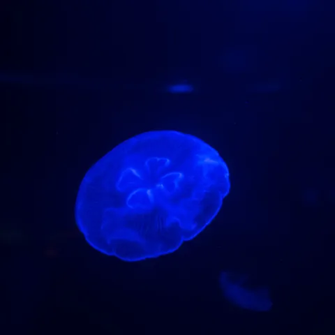 a jellyfish in a dark room