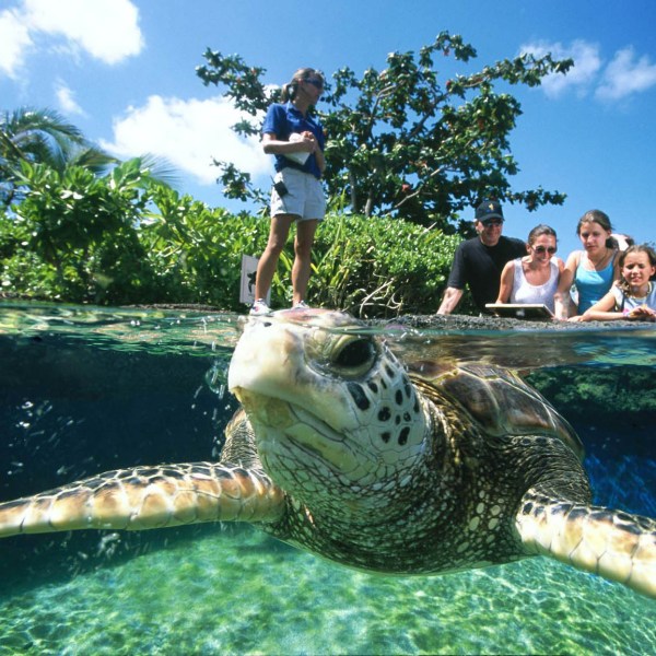 a turtle swimming under water