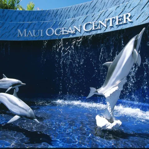 a dolphin jumping out of the water