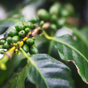 a close up of a green plant
