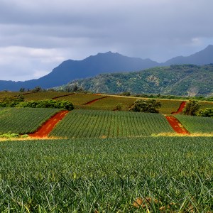 a close up of a green field with a mountain in the background