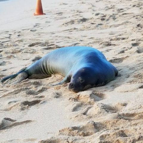 Seal resting on sandy beach with orange cones in the background.